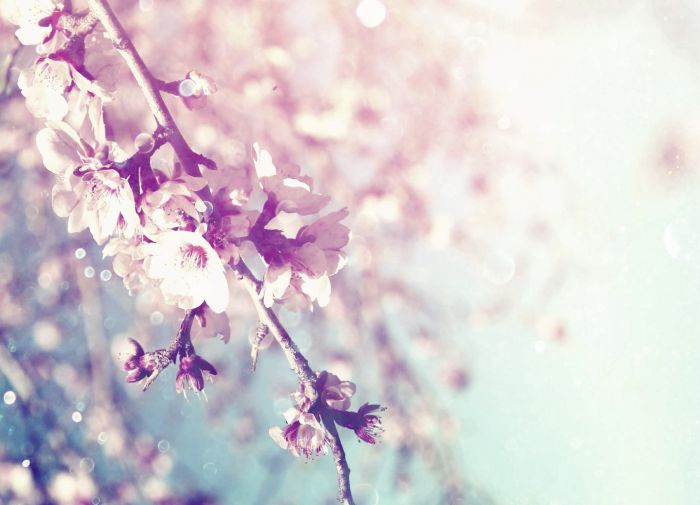 Concours photos Amis des Arbres